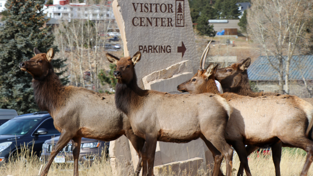 Elk hanging out in downtown Estes Park